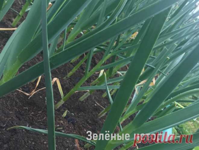 Раньше я не знала, когда удалять стрелки у озимого чеснока и получала скудный урожай – теперь делаю это вовремя | Зелёные истории | Яндекс Дзен