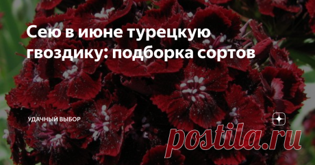 Сею в июне турецкую гвоздику: подборка сортов Турецкая гвоздика любима многими. Это она только числится двулеткой, но посеять достаточно один раз. И будет вам красота на долгие следующие годы.  Так что турецкая гвоздика не для тех, кто боится самосева. Нашла и буду сеять семена двух сортов. С них и начну подборку. На пакетах написано, что сеять надо в мае. Однако садоводы рассказывают, что сеют в июне - июле. Этот срок ближе к естественному. Ведь турецкая гвоздика цветет и...
