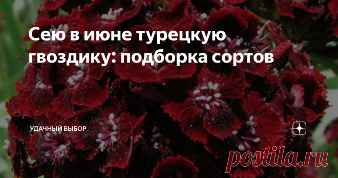 Сею в июне турецкую гвоздику: подборка сортов Турецкая гвоздика любима многими. Это она только числится двулеткой, но посеять достаточно один раз. И будет вам красота на долгие следующие годы.  Так что турецкая гвоздика не для тех, кто боится самосева. Нашла и буду сеять семена двух сортов. С них и начну подборку. На пакетах написано, что сеять надо в мае. Однако садоводы рассказывают, что сеют в июне - июле. Этот срок ближе к естественному. Ведь турецкая гвоздика цветет и...