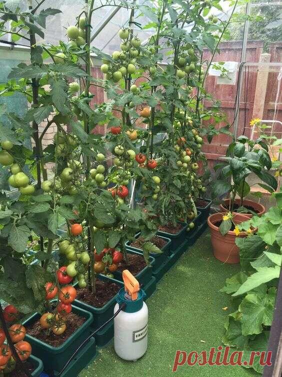 11 идей домашнего сада — собственный стиль сэра Орты дома