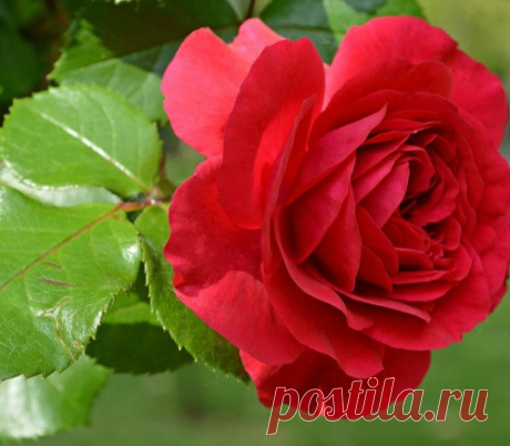 Кормлю свои розы правильно!