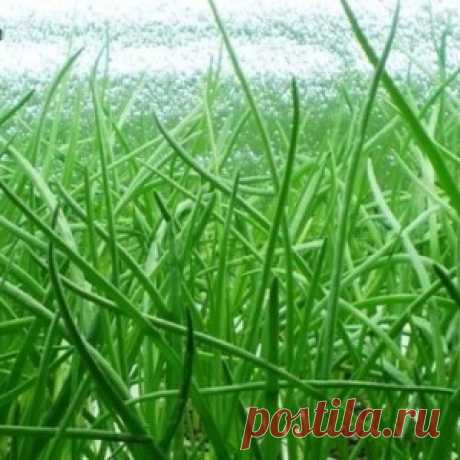КАК ВЫРАСТИТЬ ХОРОШИЙ УРОЖАЙ ЛУКА? 10 СЕКРЕТОВ УХОДА ЗА ЛУКОМ