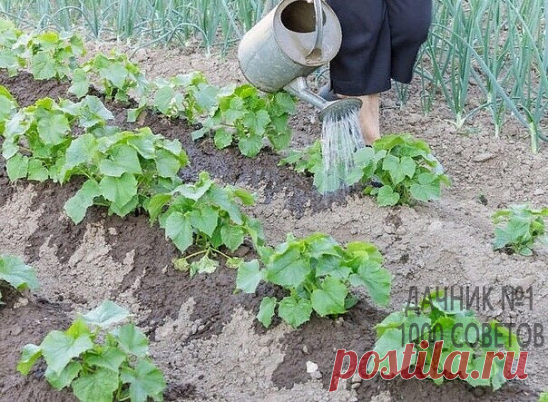 НАШАТЫРНЫЙ СПИРТ В БОРЬБЕ ЗА УРОЖАЙ.
Оказывается, нашатырный спирт в борьбе за высокий урожай, может оказать нам ни одну услугу.
Многие растения, такие как помидоры, огурцы, а также лилии, клематисы, герань, очень отзывчивы на подкормки в состав которых входит нашатырный спирт.
В 4-5 литрах воды достаточно всего лишь растворить 50 мл нашатыря и в небольшом количестве подкормить растеньица после обильного полива.
Нашатырный спирт также является отличным средством в борьбе с...