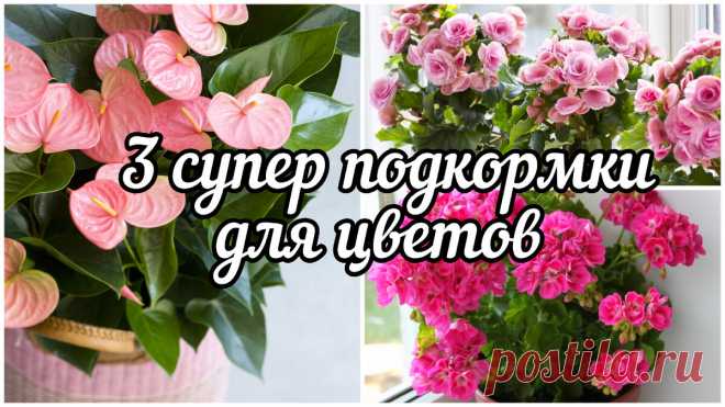 💫3 Простых подкормки, от которых даже самый хилый цветок позеленеет и зацветёт💯 | Сад и кухня | Дзен