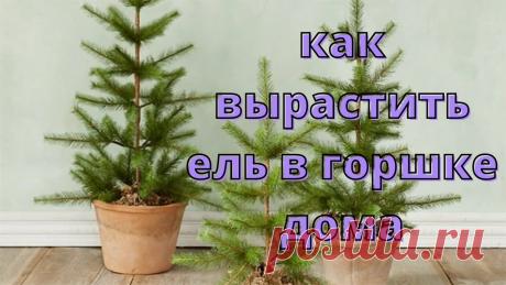 Как вырастить ель в горшке дома.