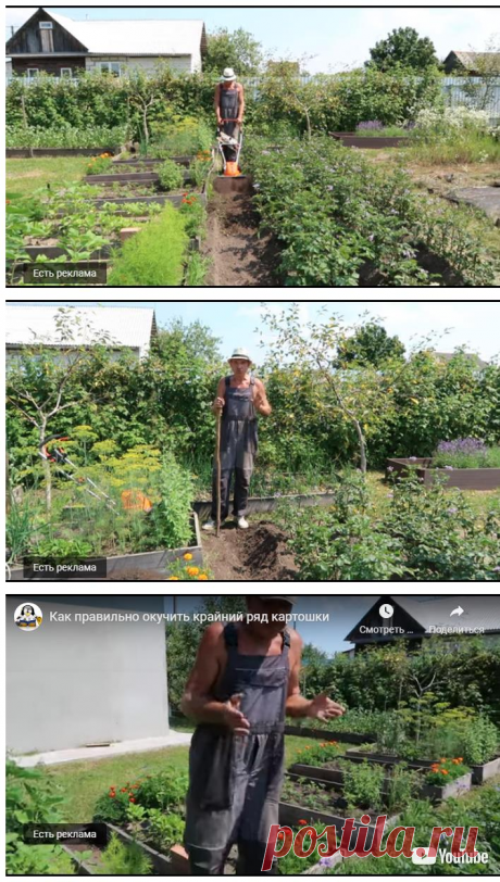 Как правильно окучить крайний ряд картошки