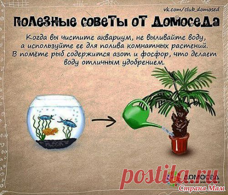 5 натуральных удобрений для домашних цветов.: Дневник группы &quot;Комнатные растения.&quot; - Страна Мам