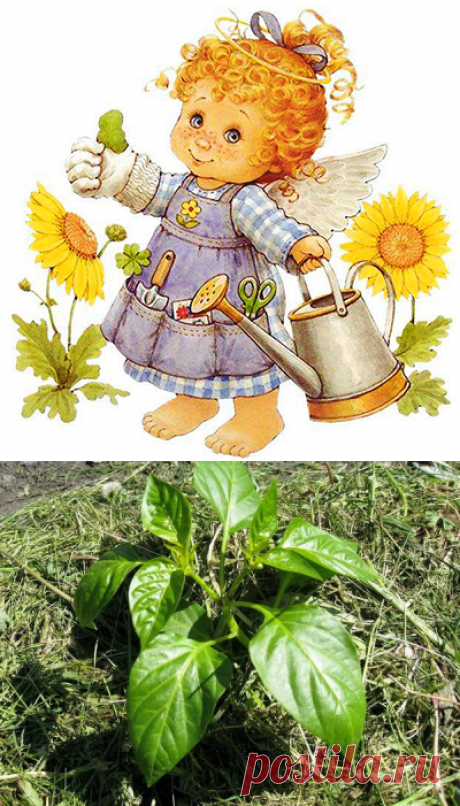 Большие урожаи по методу Картелова: вся хитрость в траве