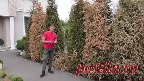 Как оживить тую. Реанимация свеже-посаженных туй. Сохнут туи, что делать Пожелте