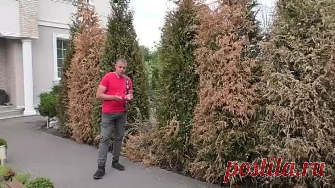 Как оживить тую. Реанимация свеже-посаженных туй. Сохнут туи, что делать Пожелте