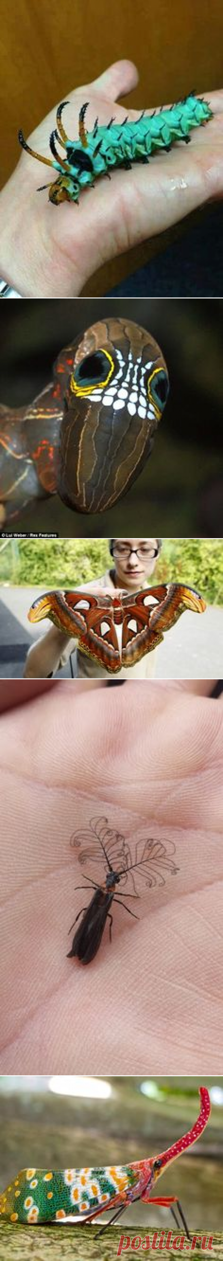 (818) Moss mimic stick insect, Trychopeplus thaumasius? | by Ecuador Megadiverso | Virtual Bug Collection