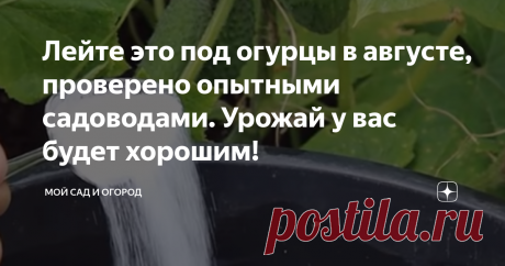 Лейте это под огурцы в августе, проверено опытными садоводами. Урожай у вас будет хорошим! Здравствуйте уважаемые садоводы,вы знали
что используя пищевую соду для огурцов
можно значительно повысить урожайность и
избавиться от таких противных