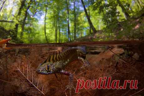 «Маленький дракон». Малоазиатский тритон под пологом почти летнего леса. Автор фото – Егор Никифиров: nat-geo.ru/photo/user/35895/