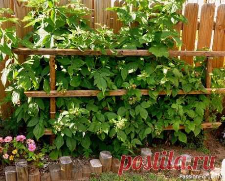 Дачникам. Как укротить малину без заборов