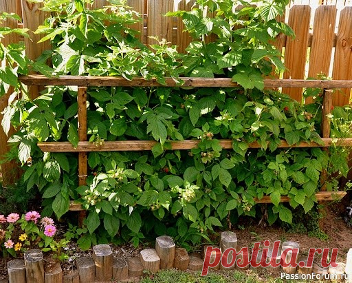 Дачникам. Как укротить малину без заборов