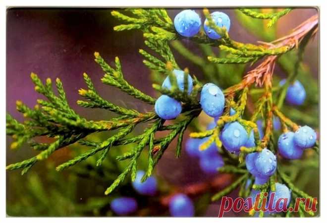 Тётушка Люлю | Яндекс Дзен