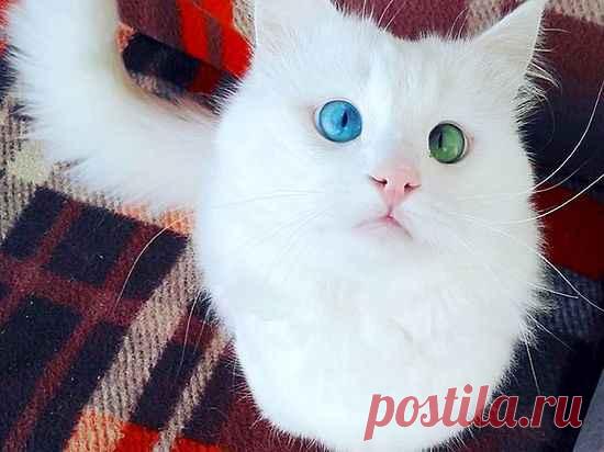 Самого красивого кота с разноцветными глазами нашли в Турции - Общество - МК