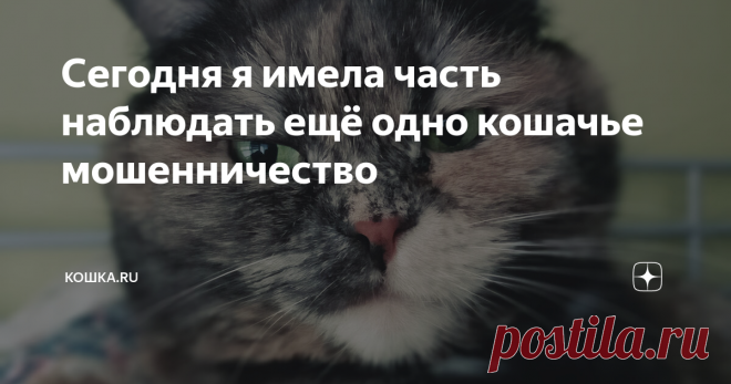 Сегодня я имела часть наблюдать ещё одно кошачье мошенничество  В современном мире к большому сожалению очень много разных аферистов, которые постоянно пытаются честных граждан обмануть. И на улице-то они свои хитрые схемы проворачивают, устраивая целые спектакли, и по квартирам ходят.  А сколько мошенников постоянно названивает по телефону. Ну а так как кошки уже давно научились брать с человека пример, то и разные способы обмана ради собственной выгоды они прекрасно осво...