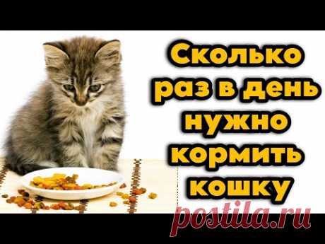 Сколько раз в день нужно кормить кошку
