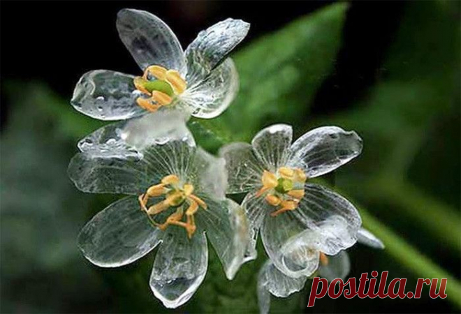 Цветок, который становится прозрачным после дождя