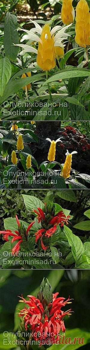 Пахистахис — Pachystachys | Экзотические комнатные растения