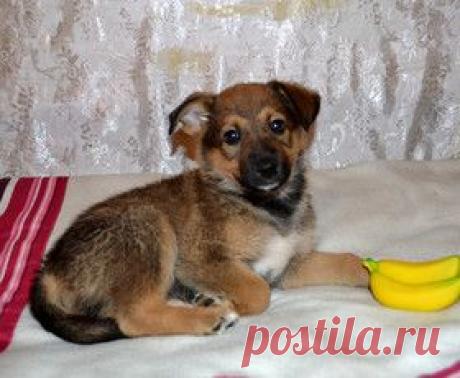 Pets Газета.Ру - «Собаки, которых взяли из приюта, могут сделать чью-то жизнь счастливее»