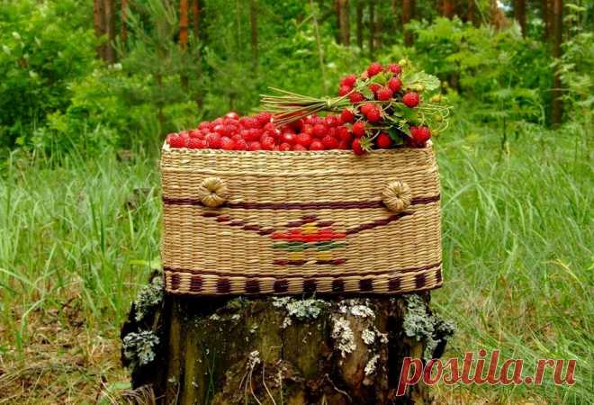 дневник Волчицы голубых кровей