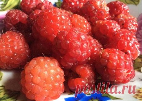 Душиста,полезна и вкусна!Малина Полезные свойства  | УСПЕХ с NEWAYS