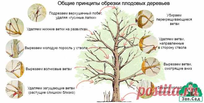 Уход за яблоней осенью.