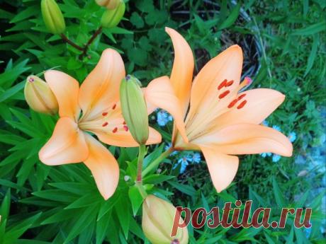 Всех нас - с субботой! Прекрасных летних выходных)))😊🌱🌸🌱👍🏻☀