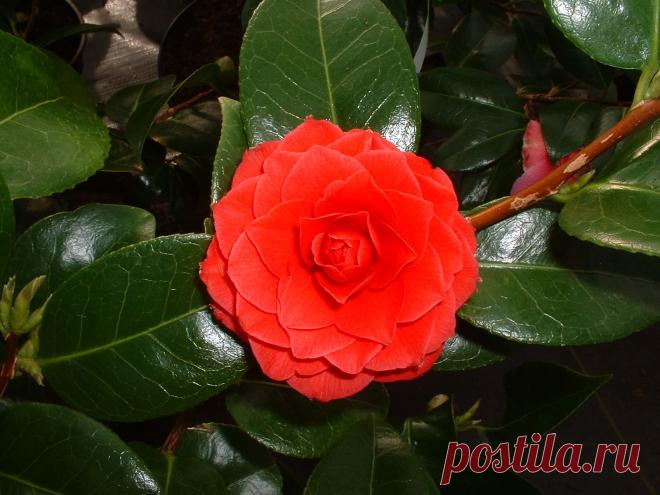 камелии фото: 32 тыс изображений найдено в Яндекс.Картинках