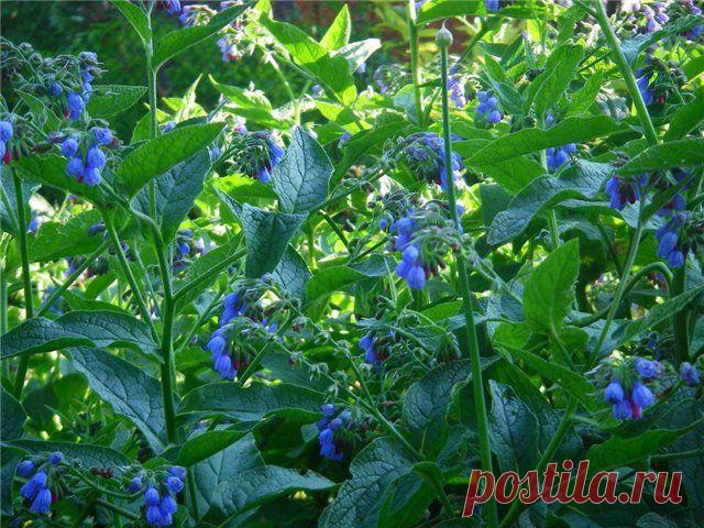 Окопник и лаконос примените – межпозвонковые грыжи и остеохондроз излечите