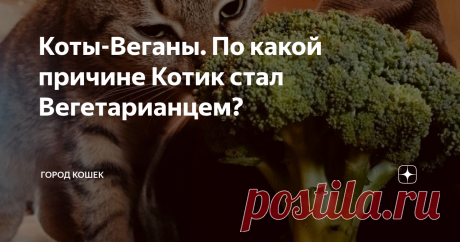 Всем известно, что кошки - это хищники и им необходим мясо для нормальной жизнедеятельности! Но есть такие Котики, которые обожает растительную пищу. Они от нее просто "балдеют"...