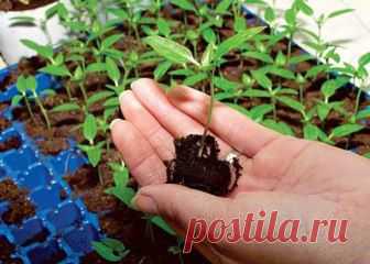 Пикирование рассады капусты и томатов | 6 соток