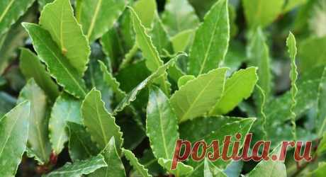 Уход за лавровым деревом в домашних условиях Лавр – дерево победителей
Лавровое дерево смотрится в интерьере просто замечательно: у него плотные листья интенсивного темно-зеленого оттенка с красивыми, чуть волнистыми краями. Листья жесткие, и эт...