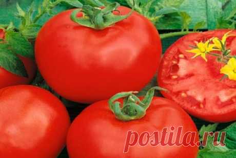 Томат Алтайский красный: характеристика и описание сорта с фото Сорт томата Алтайский красный растение, которое имеет три цвета плодов. Куст индетерминантный и довольно высокий, требует формирования и подвязки. Сорт подходит для выращивания в открытом грунте и в теплице. Плоды универсальные и имеют превосходный вкус.