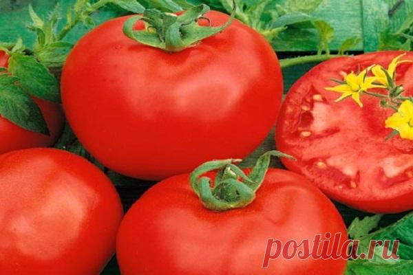 Томат Алтайский красный: характеристика и описание сорта с фото Сорт томата Алтайский красный растение, которое имеет три цвета плодов. Куст индетерминантный и довольно высокий, требует формирования и подвязки. Сорт подходит для выращивания в открытом грунте и в теплице. Плоды универсальные и имеют превосходный вкус.