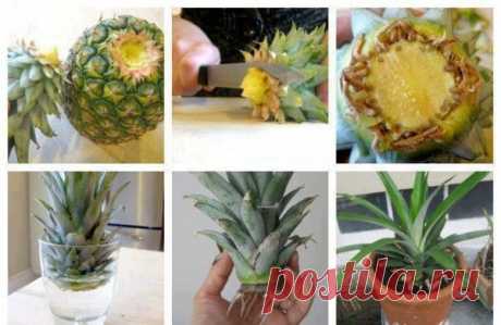 Выращиваем магазинный ананас — Сад на подоконнике