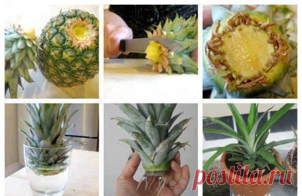 Выращиваем магазинный ананас — Сад на подоконнике