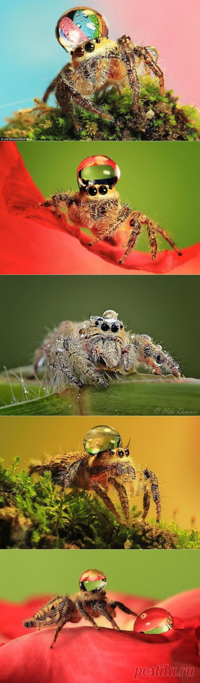 Пауки в шапочках из воды