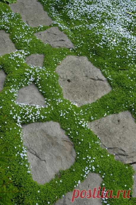 10 ТОП Растения и Покрывающий для вашего Путей и мостки