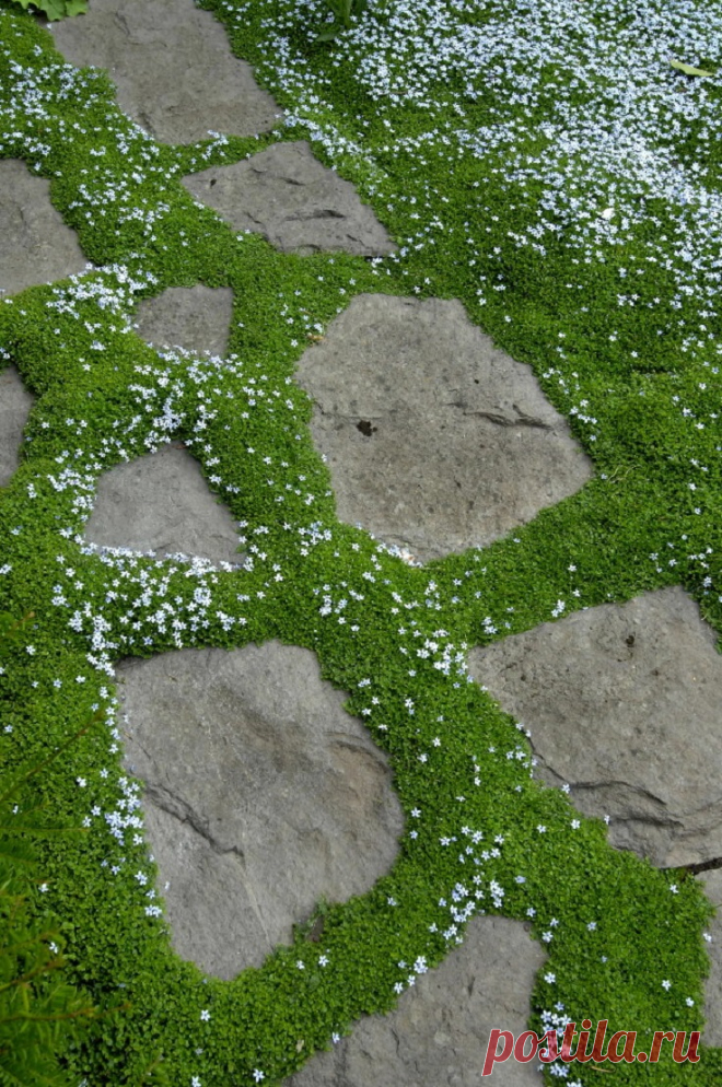 10 ТОП Растения и Покрывающий для вашего Путей и мостки