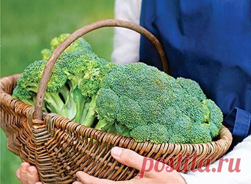 ВЫРАЩИВАЕМ БРОККОЛИ