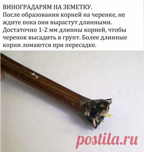 #виноград #вино #дача #выращивание #растения #сад #огород #садовод 

 СОВЕТЫ ВИНОГРАДАРЯМ ДЛЯ ВЫРАЩИВАНИЯ САЖЕНЦЕВ ВЕСНОЙ 2018  

 Сохраните к себе на стену: покажите своим друзьям ценную информацию. Покажите этот сборник своим друзьям - они тоже захотят выращивать виноград на своем приусадебном участке! Выращивание винограда это прекрасно! 
Дата выхода: 08.02.2018