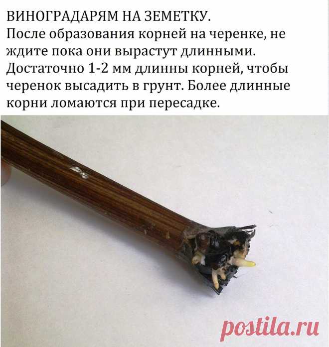 #виноград #вино #дача #выращивание #растения #сад #огород #садовод 

 СОВЕТЫ ВИНОГРАДАРЯМ ДЛЯ ВЫРАЩИВАНИЯ САЖЕНЦЕВ ВЕСНОЙ 2018  

 Сохраните к себе на стену: покажите своим друзьям ценную информацию. Покажите этот сборник своим друзьям - они тоже захотят выращивать виноград на своем приусадебном участке! Выращивание винограда это прекрасно! 
Дата выхода: 08.02.2018