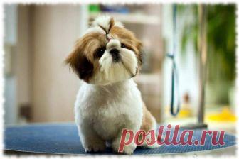 Самые очаровательные породы собак - Интересные статьи