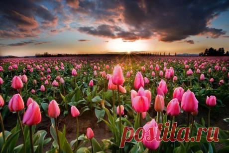 Поле тюльпанов, Нидерланды.
