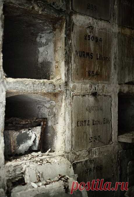 The cryptic stench | Flickr - Photo Sharing!