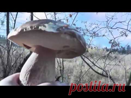 Белые грибы будут до зимы!Калуга 28.10.2018