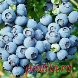 Голубика высокорослая в ассортименте - купить саженцы из питомника, цена в Нижнем Новгороде